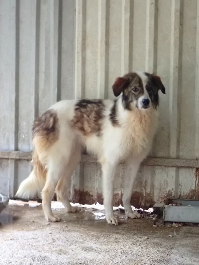 Saruta · photo 2