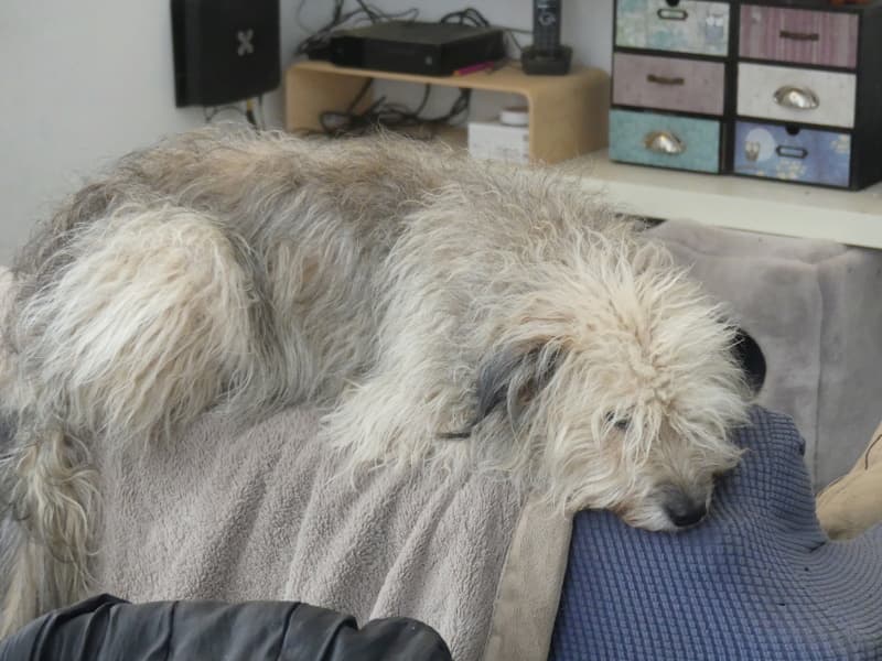 Scarlett · photo 6