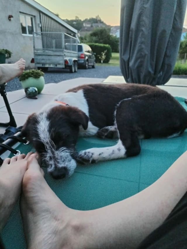 Scouby · photo 3