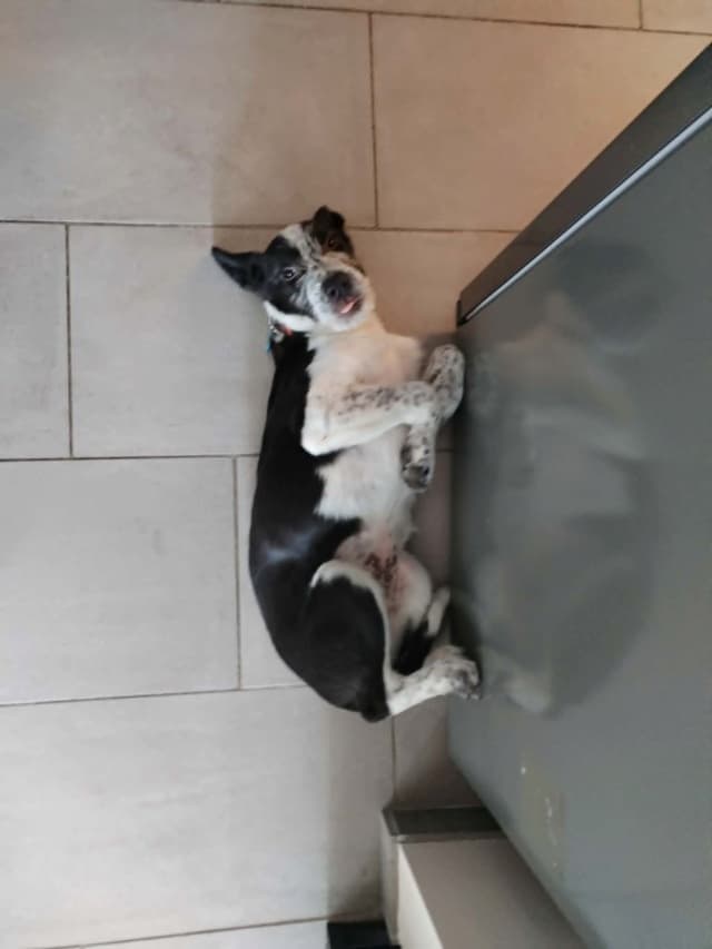 Scouby