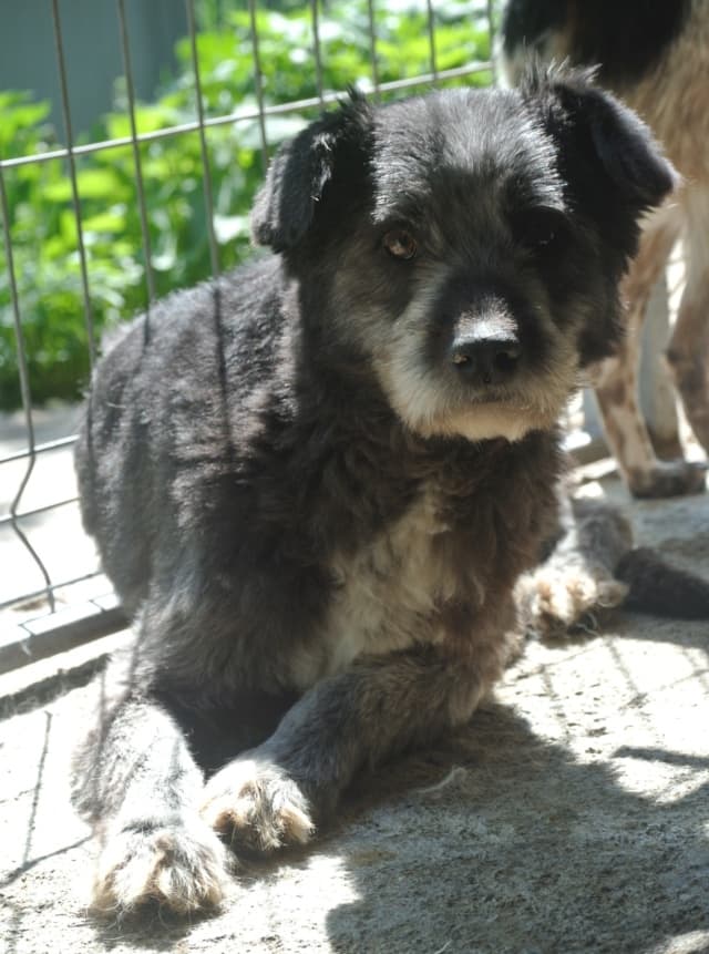 Scruffy · photo 7