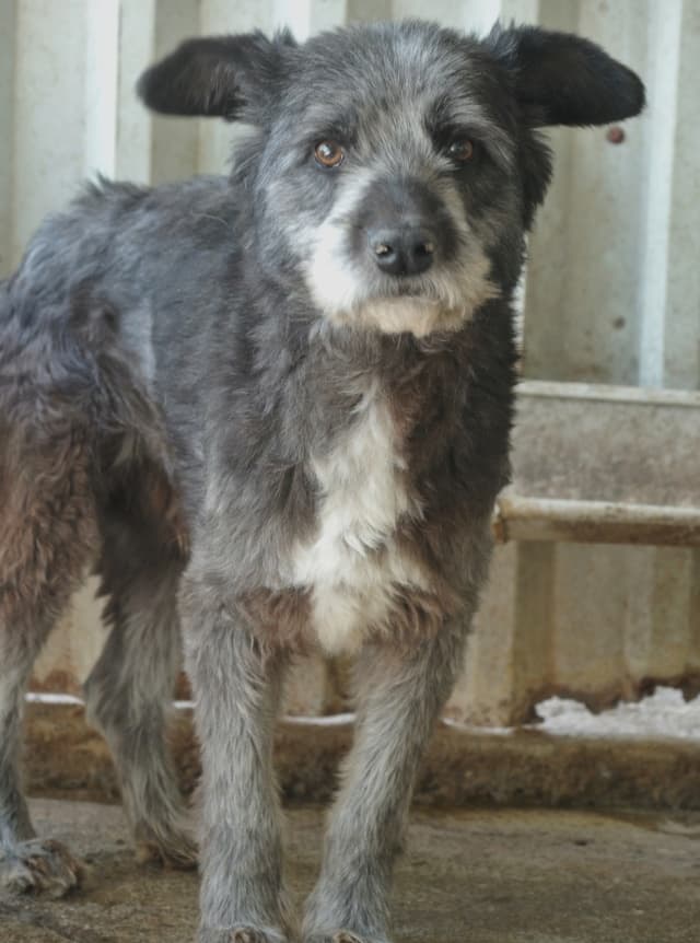 Scruffy · photo 5