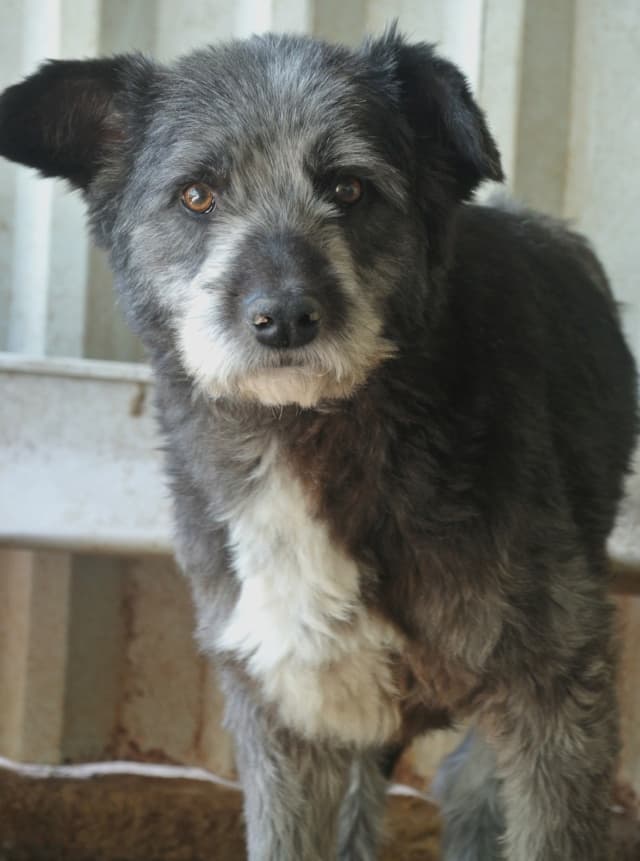 Scruffy · photo 4