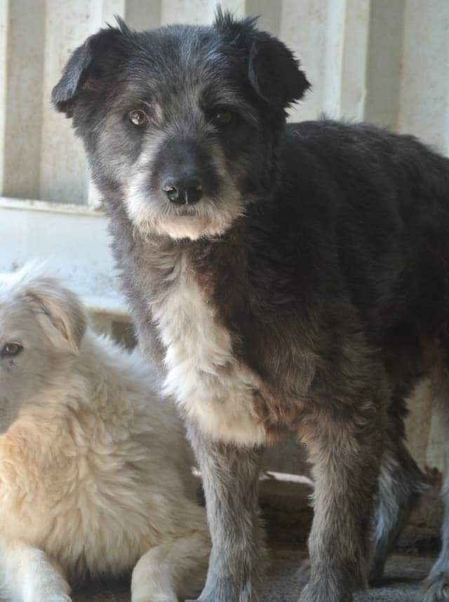 Scruffy · photo 3