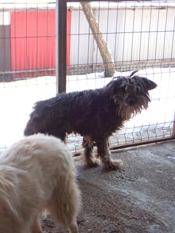 Scruffy · photo 1