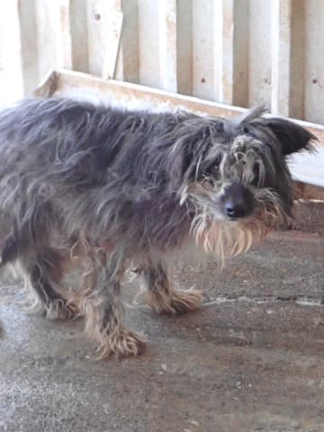 Scruffy · photo 4