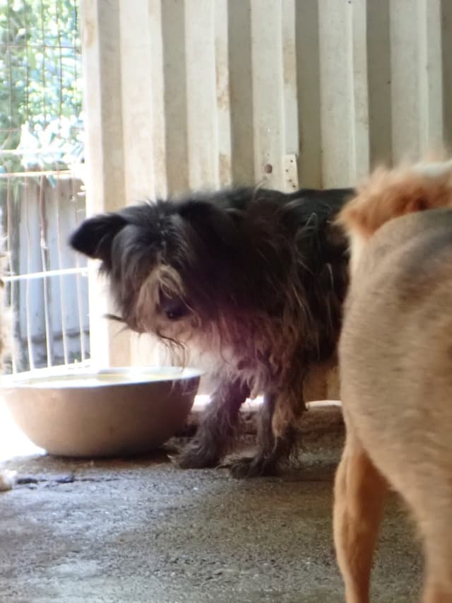 Scruffy · photo 3
