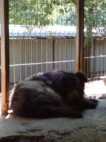Scruffy · photo 2