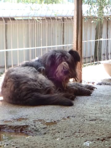 Scruffy · photo 1