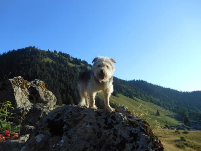 Scruffy · photo 12