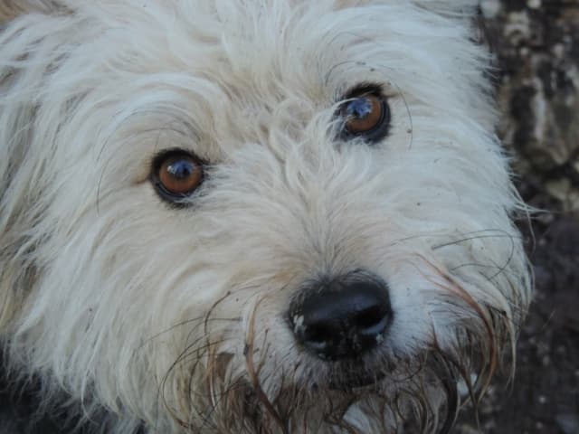 Scruffy · photo 10