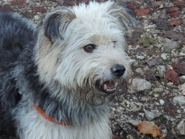 Scruffy · photo 9