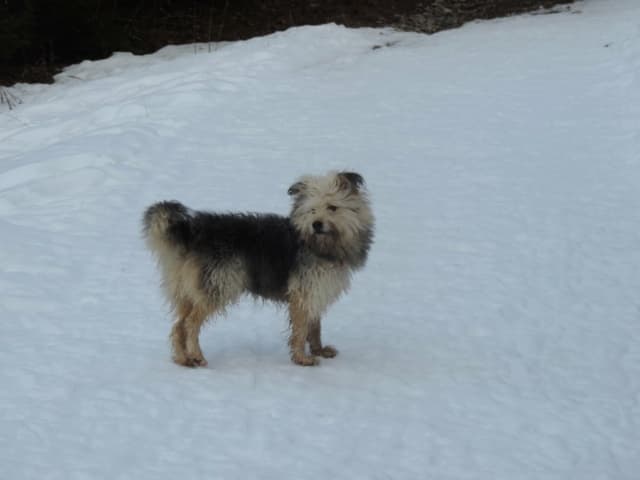 Scruffy · photo 8