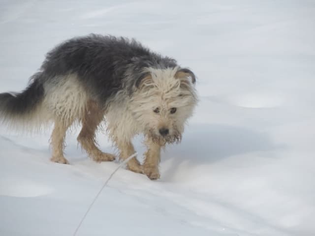 Scruffy · photo 7