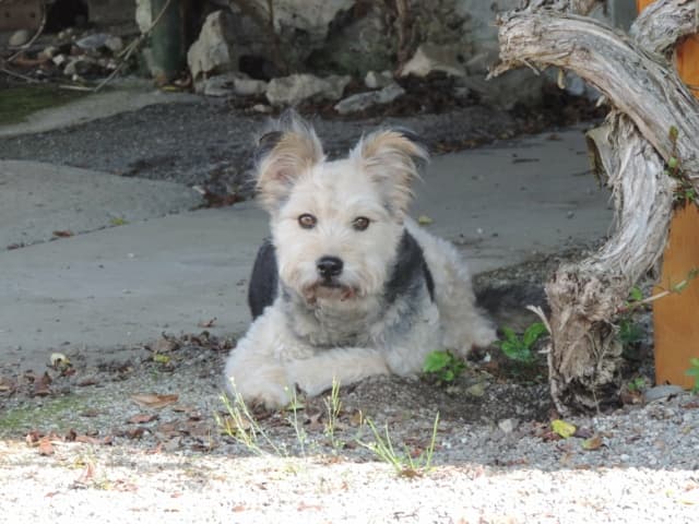 Scruffy · photo 6