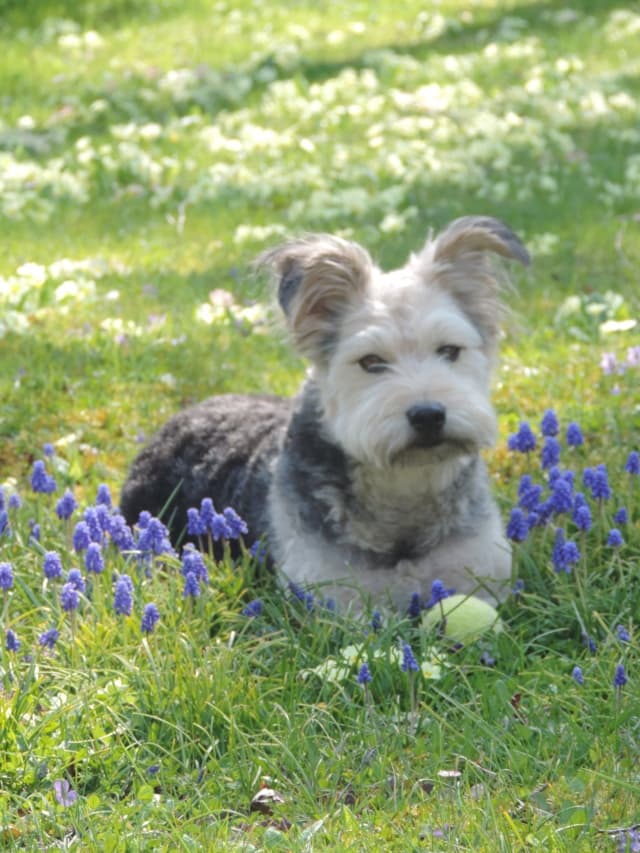 Scruffy · photo 5
