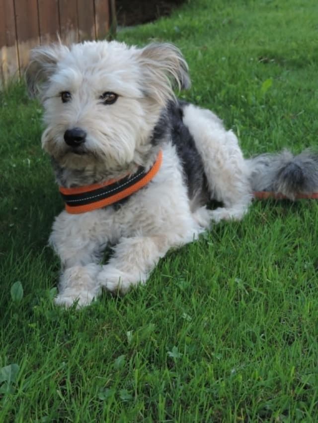 Scruffy · photo 4