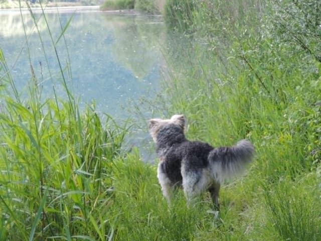 Scruffy · photo 3
