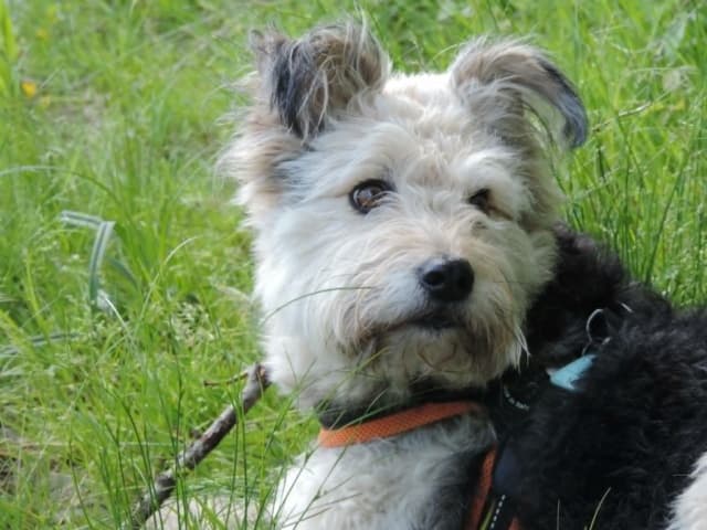 Scruffy · photo 2