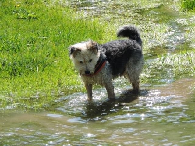 Scruffy · photo 1