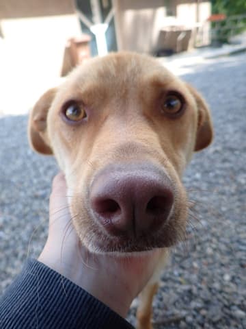 Silco · photo 4