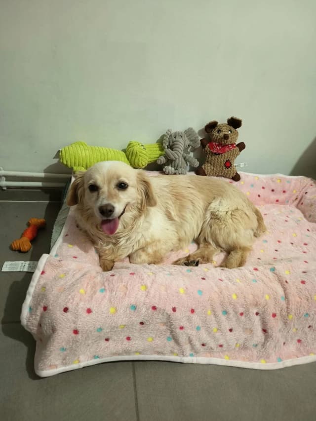 Sissou · photo 1