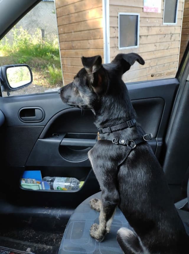 Skippy · photo 6