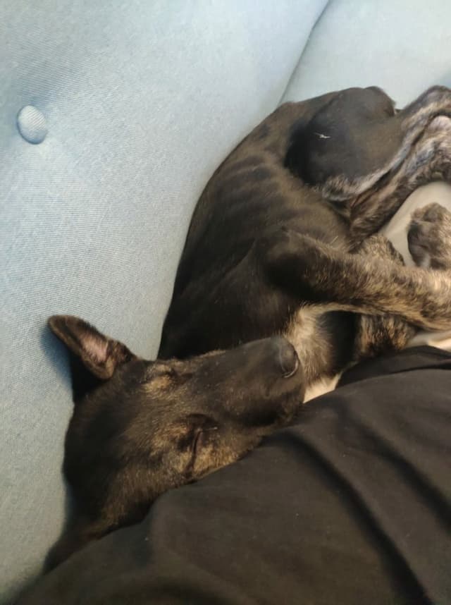 Skippy · photo 5