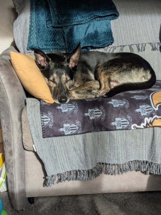 Skippy · photo 4