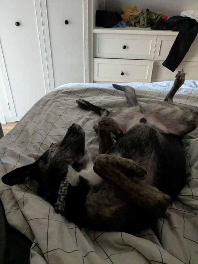 Skippy · photo 3