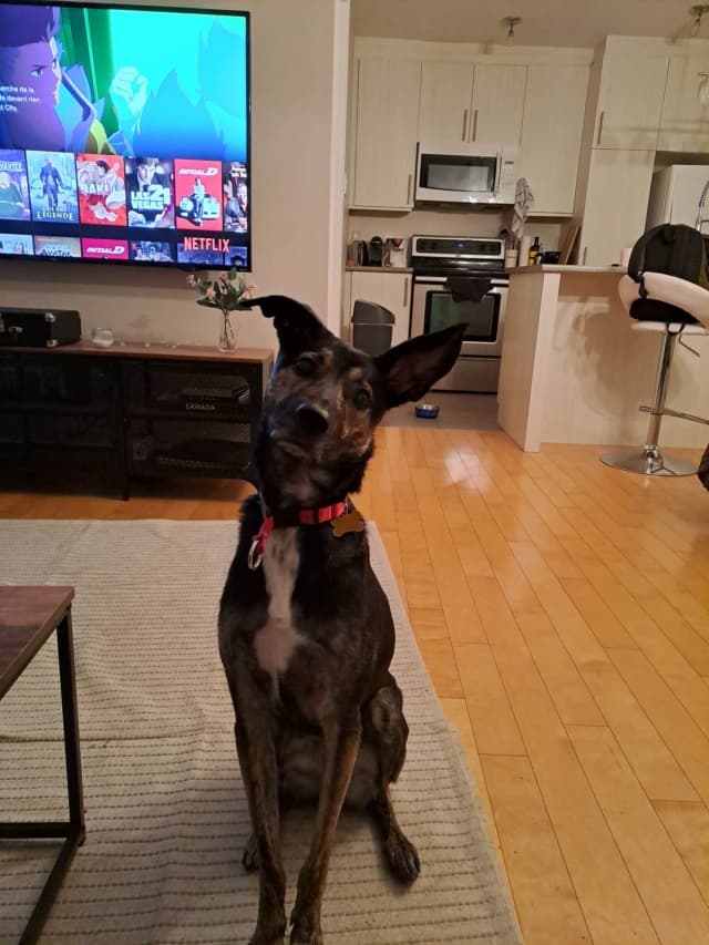 Skippy · photo 2