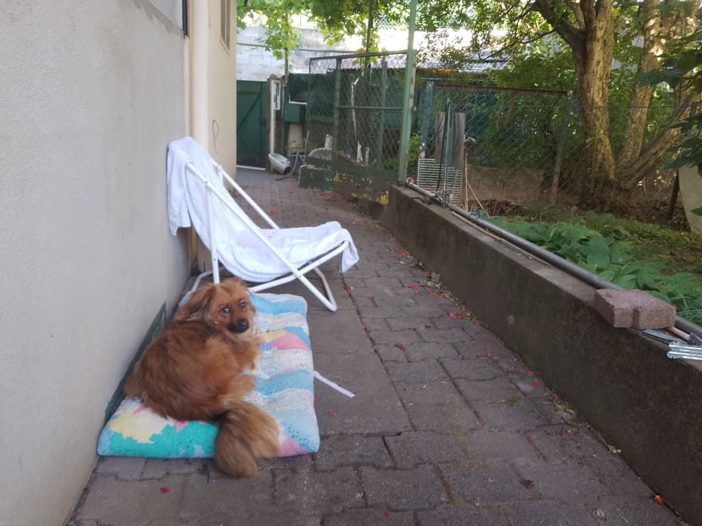 Starsky · Petits chiens à l'adoption, Remember Me France