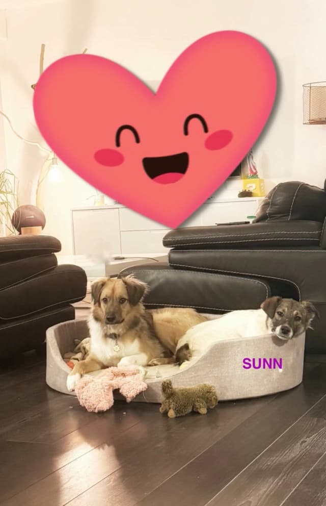 Sunn · photo 7