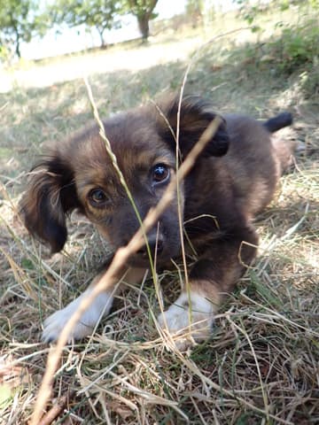 Svetlina · photo 7