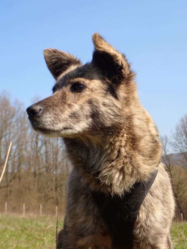 Sylka · photo 4