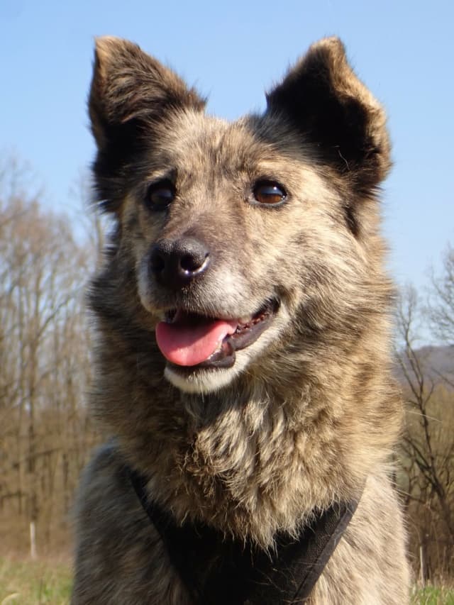 Sylka · photo 2