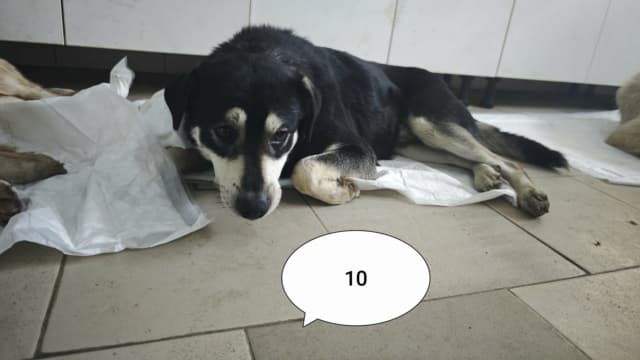 Teddie · photo 11