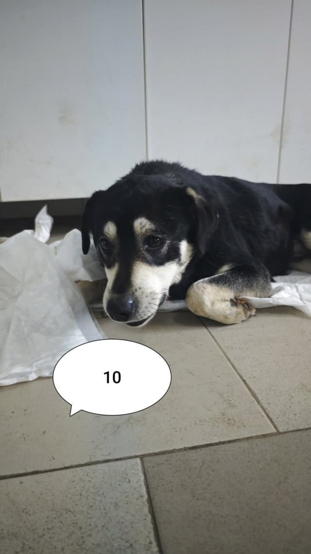 Teddie · photo 10