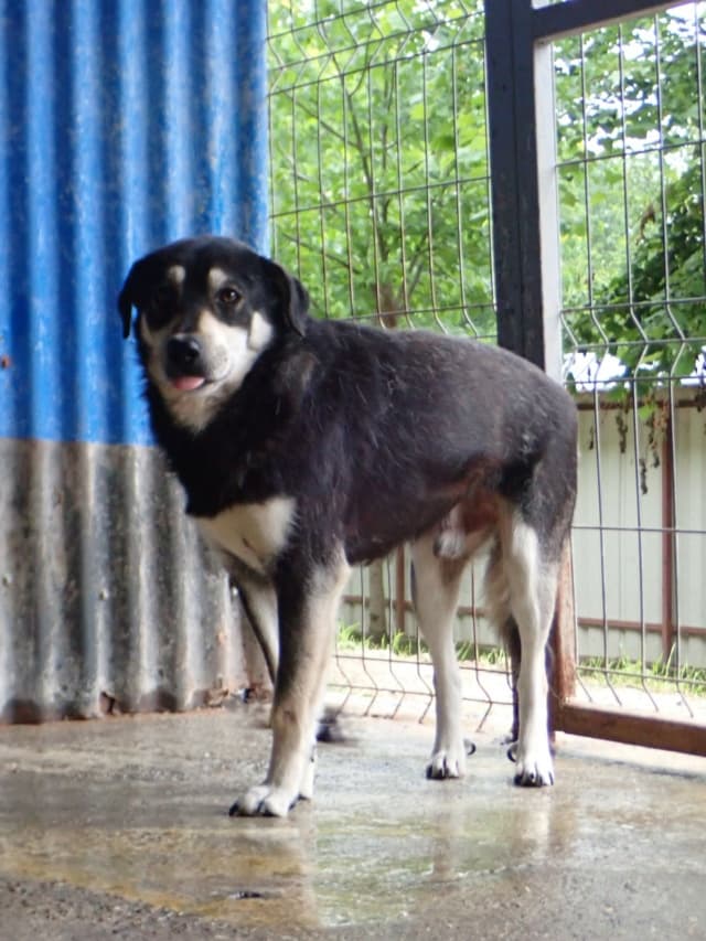 Teddie · photo 3