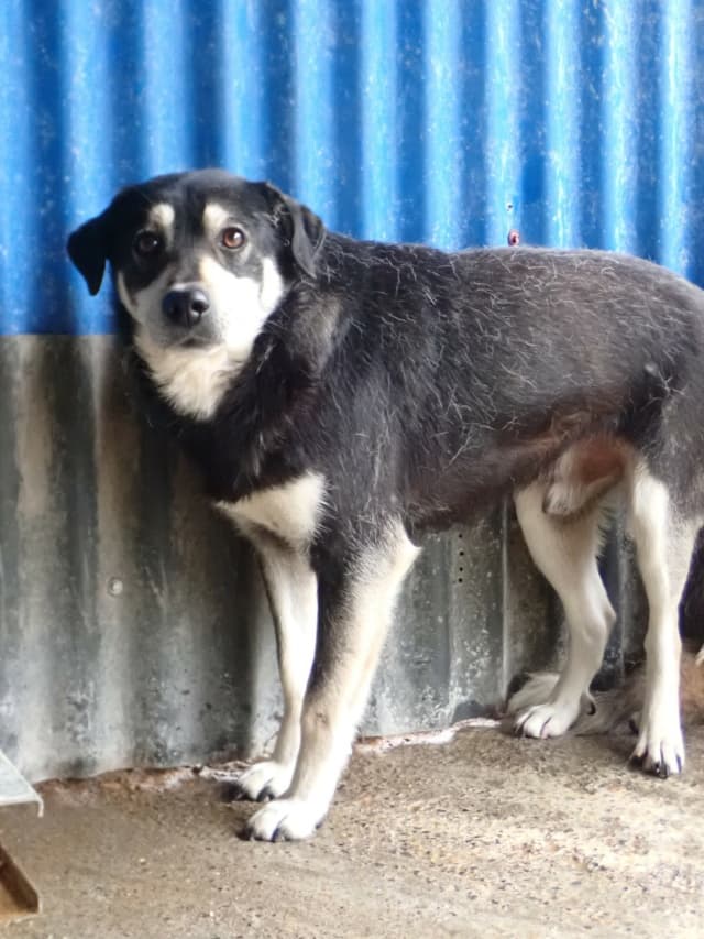 Teddie · photo 12