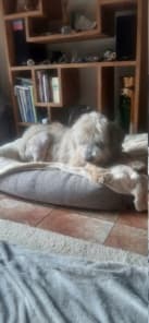 Teddy · photo 12