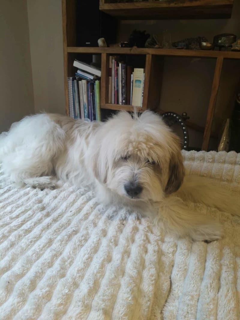 Teddy · photo 3