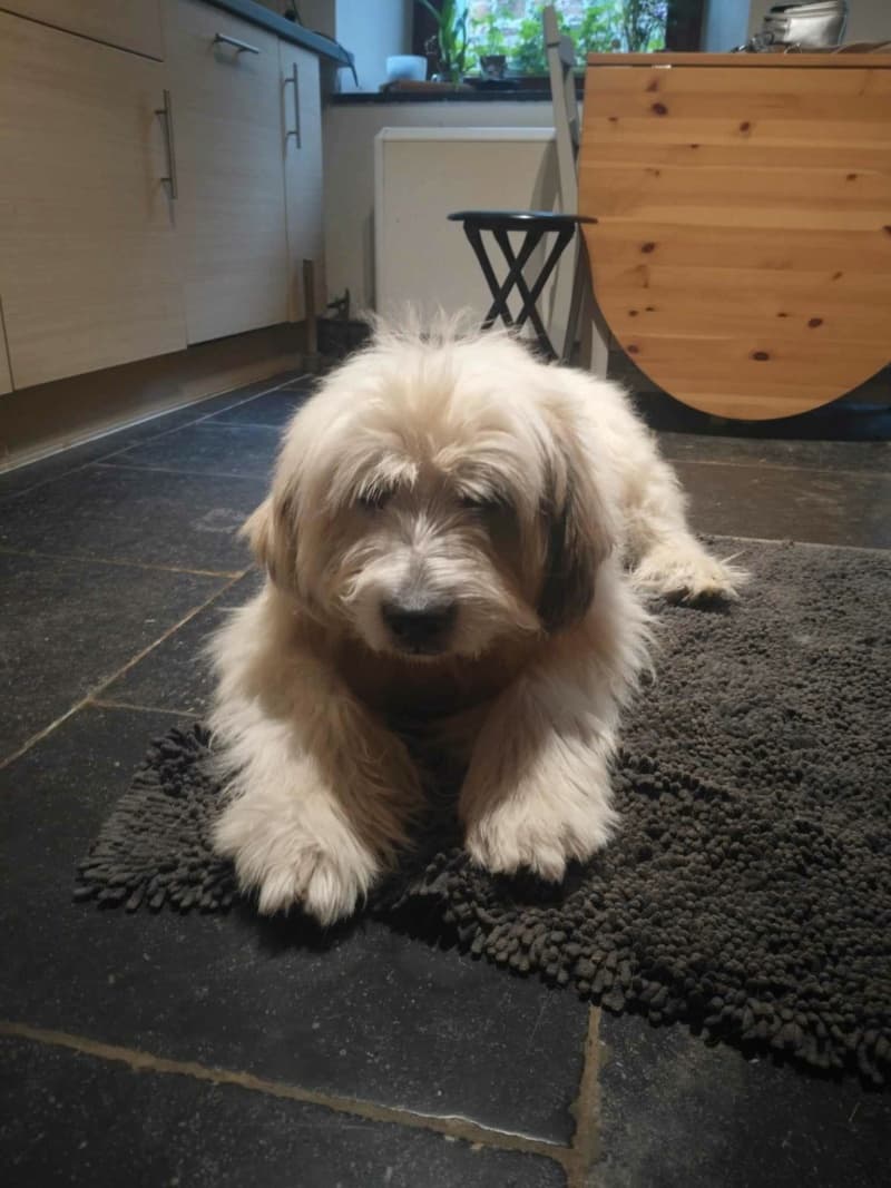 Teddy · photo 2