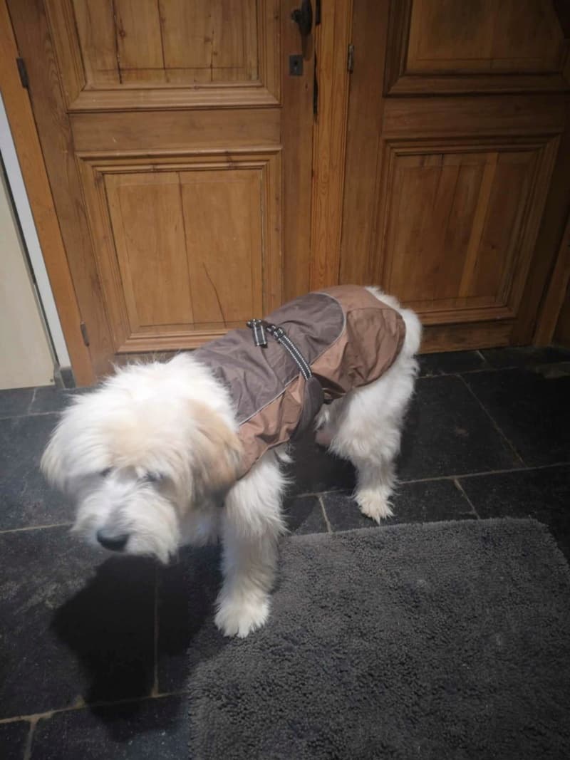 Teddy · photo 1