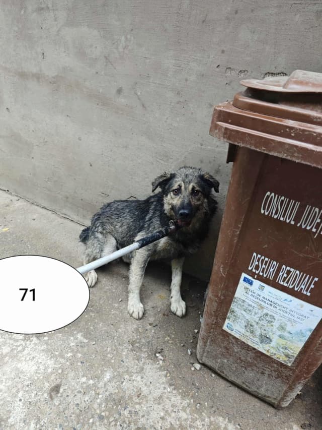Timba · photo 5