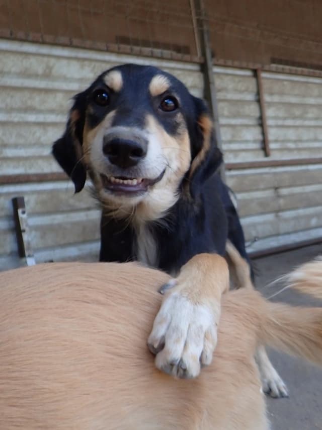 Tindra · photo 2