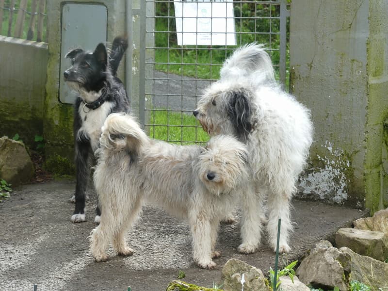 Tinou · photo 12