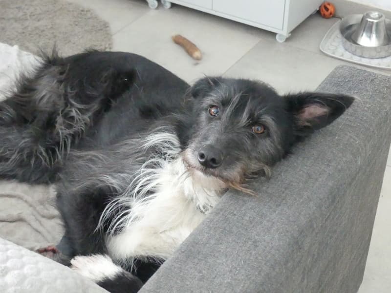 Tinou · photo 3