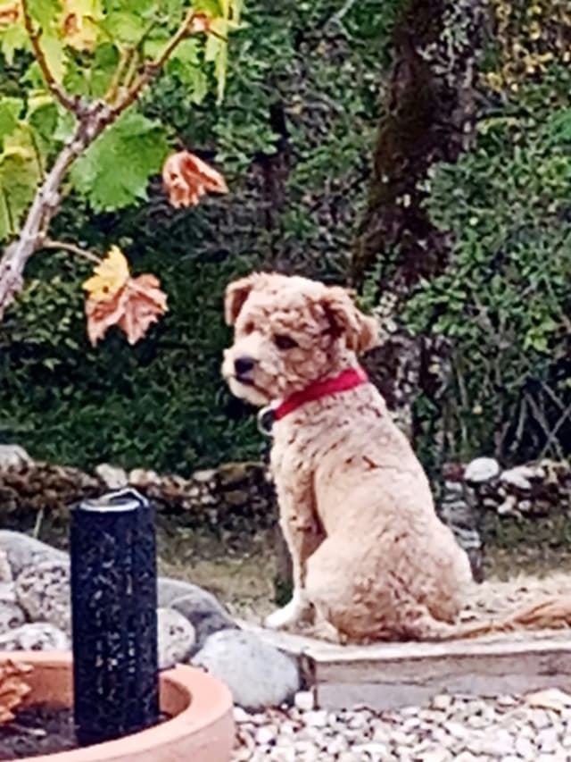 Toby