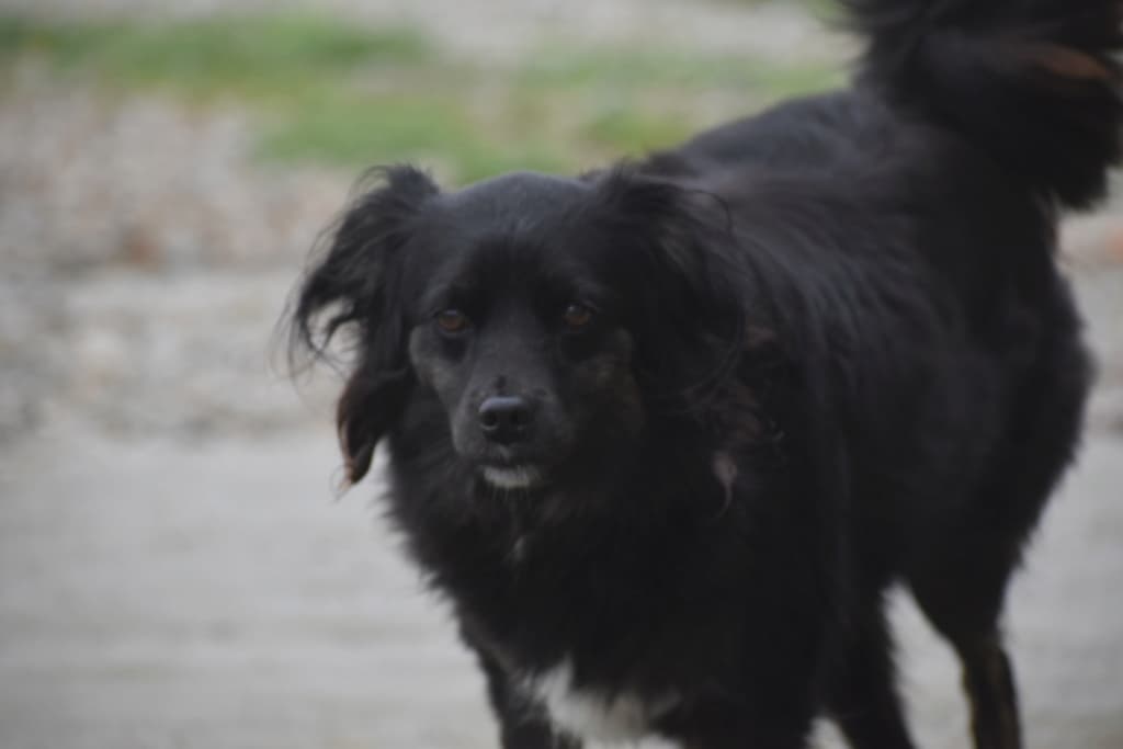 Toki · photo 1